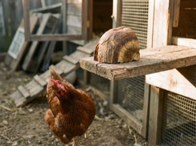 The heel of a sourdough loaf on a coop ledge, a Rhode Island Red hen eyeing it