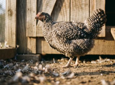 A Barred Plymouth Rock hen mid-molt, with feathers scattered around her