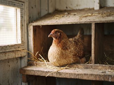 A Buff Orpington hen standing quietly in an empty coop run
