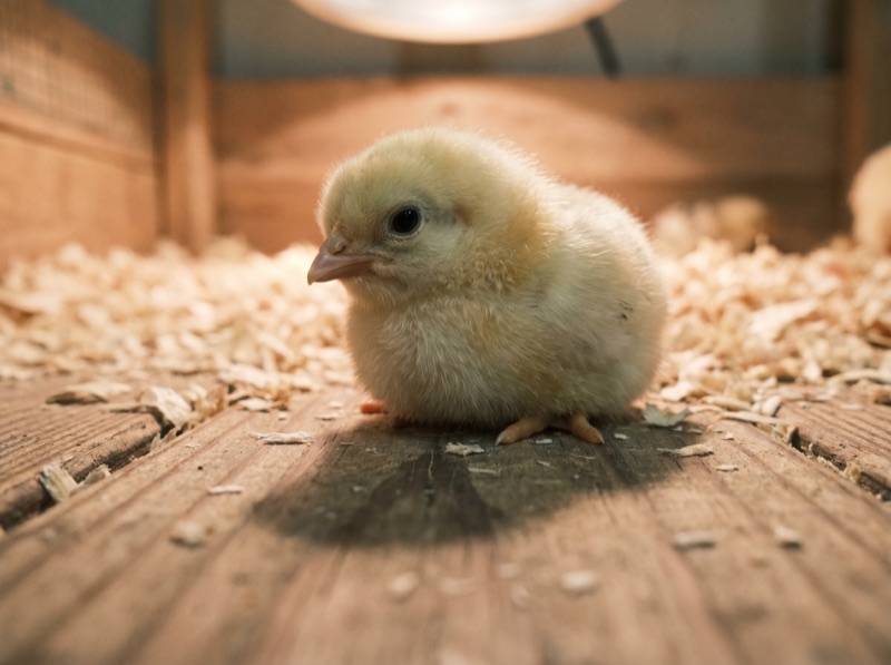 A young yellow chick standing on pine shavings in a brooder, soft warm light